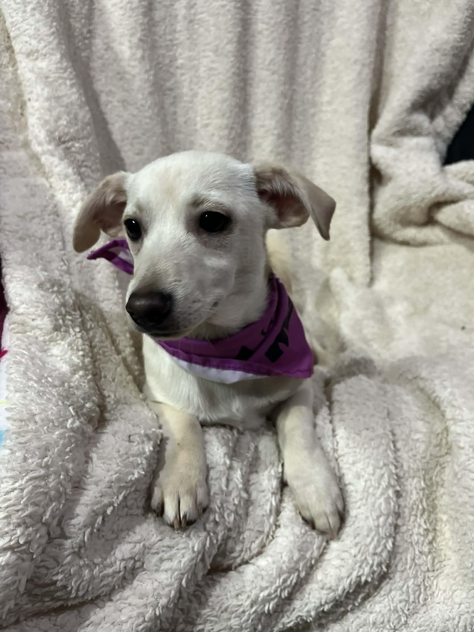 Enlarge JuJu, an adopted mixed breed in Poway, CA image 6/6