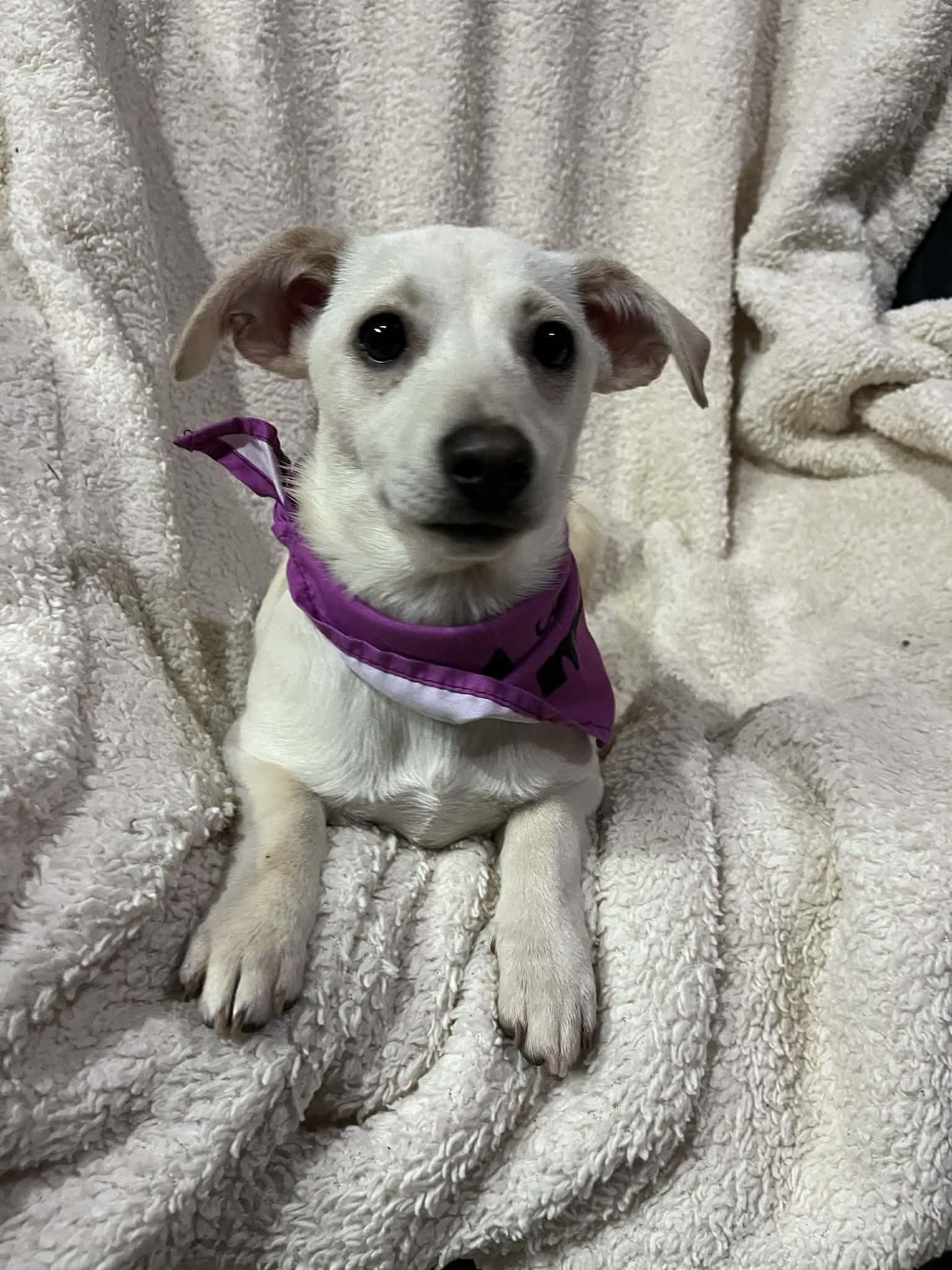 Enlarge JuJu, an adopted mixed breed in Poway, CA image 1/6