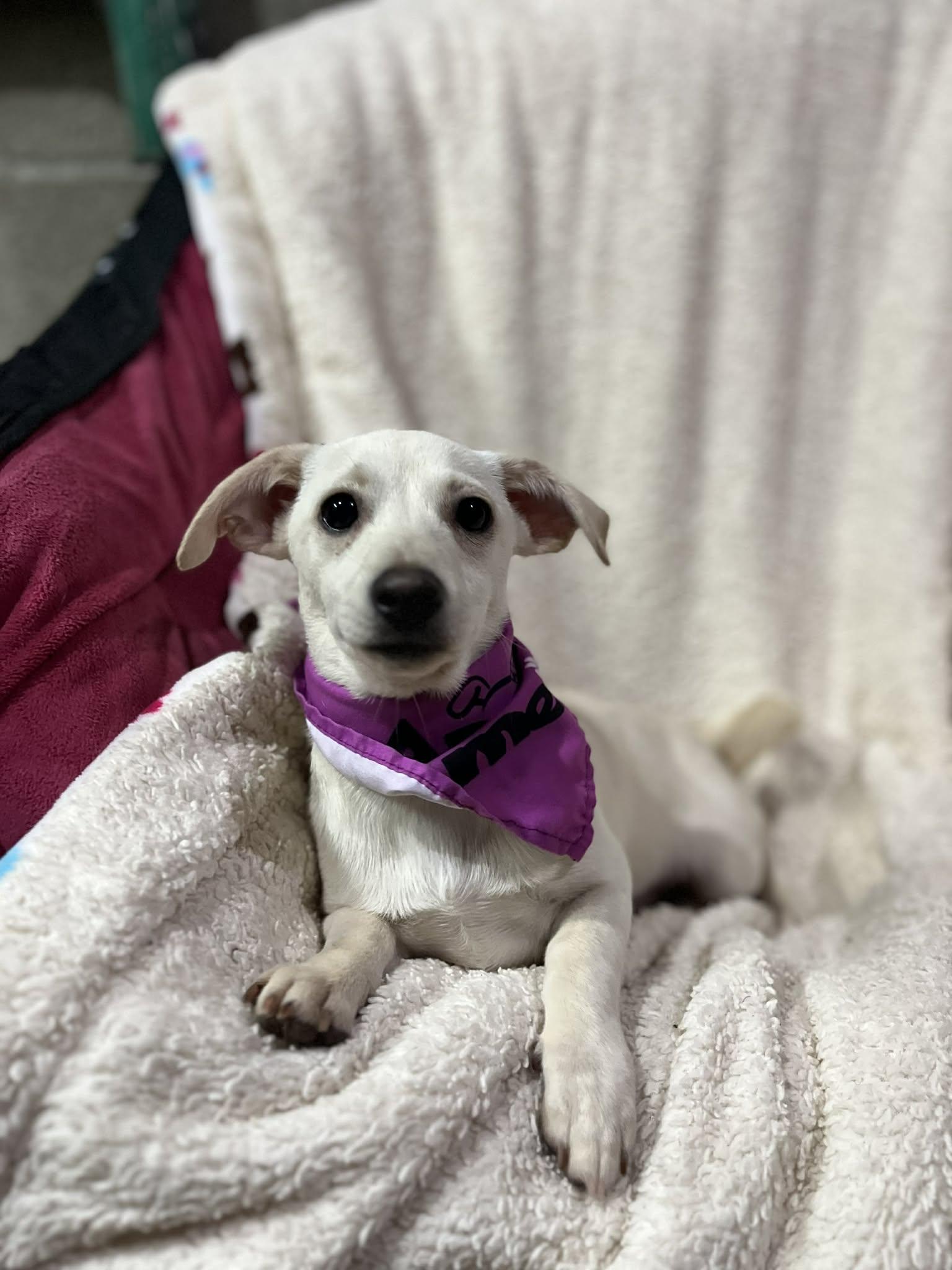 Enlarge JuJu, an adopted mixed breed in Poway, CA image 4/6