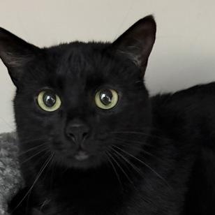 Tommy (female), Young Female Domestic Short Hair