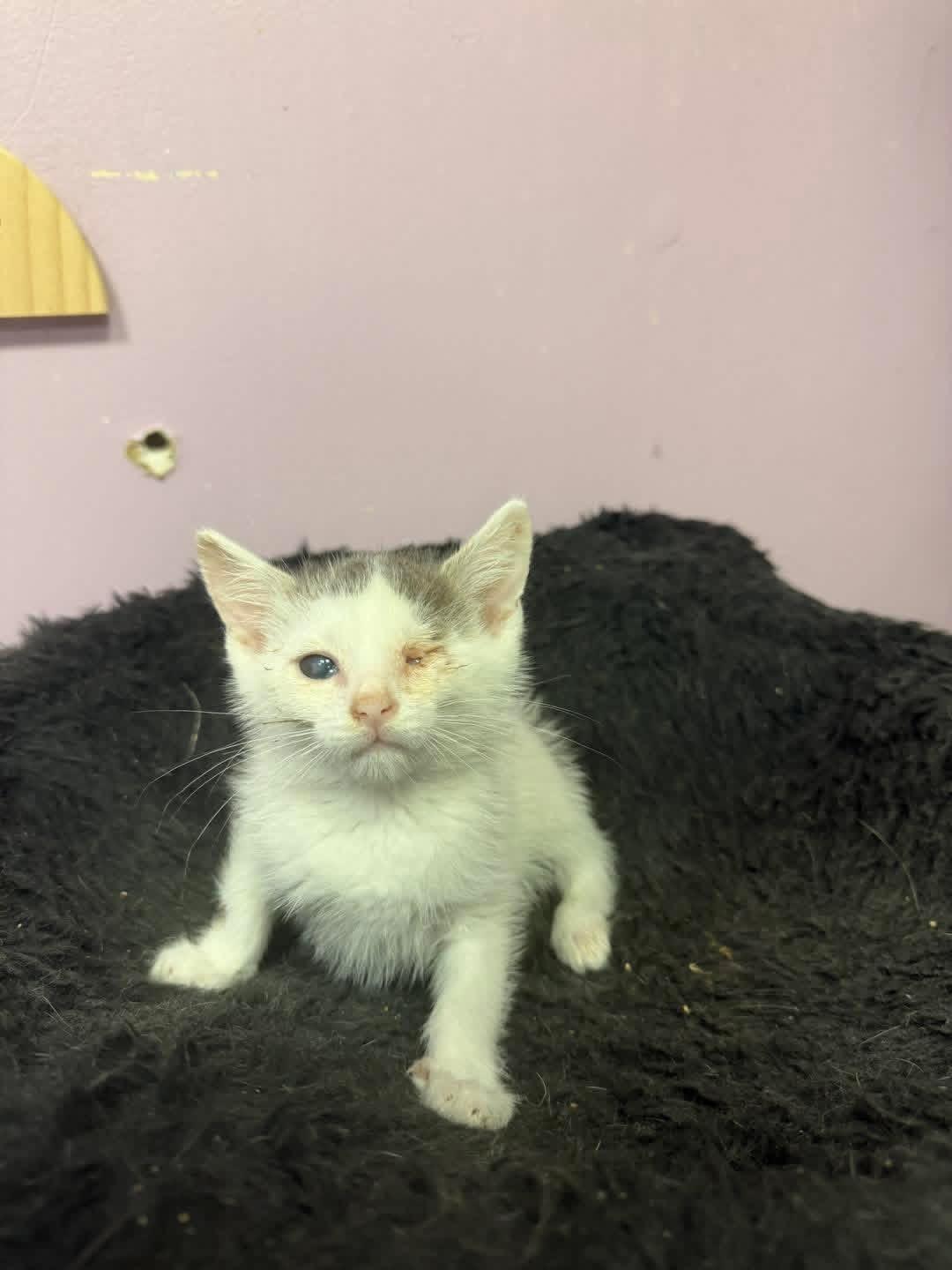 Theodore, ADOPTABLE, Young Male Domestic Short Hair.