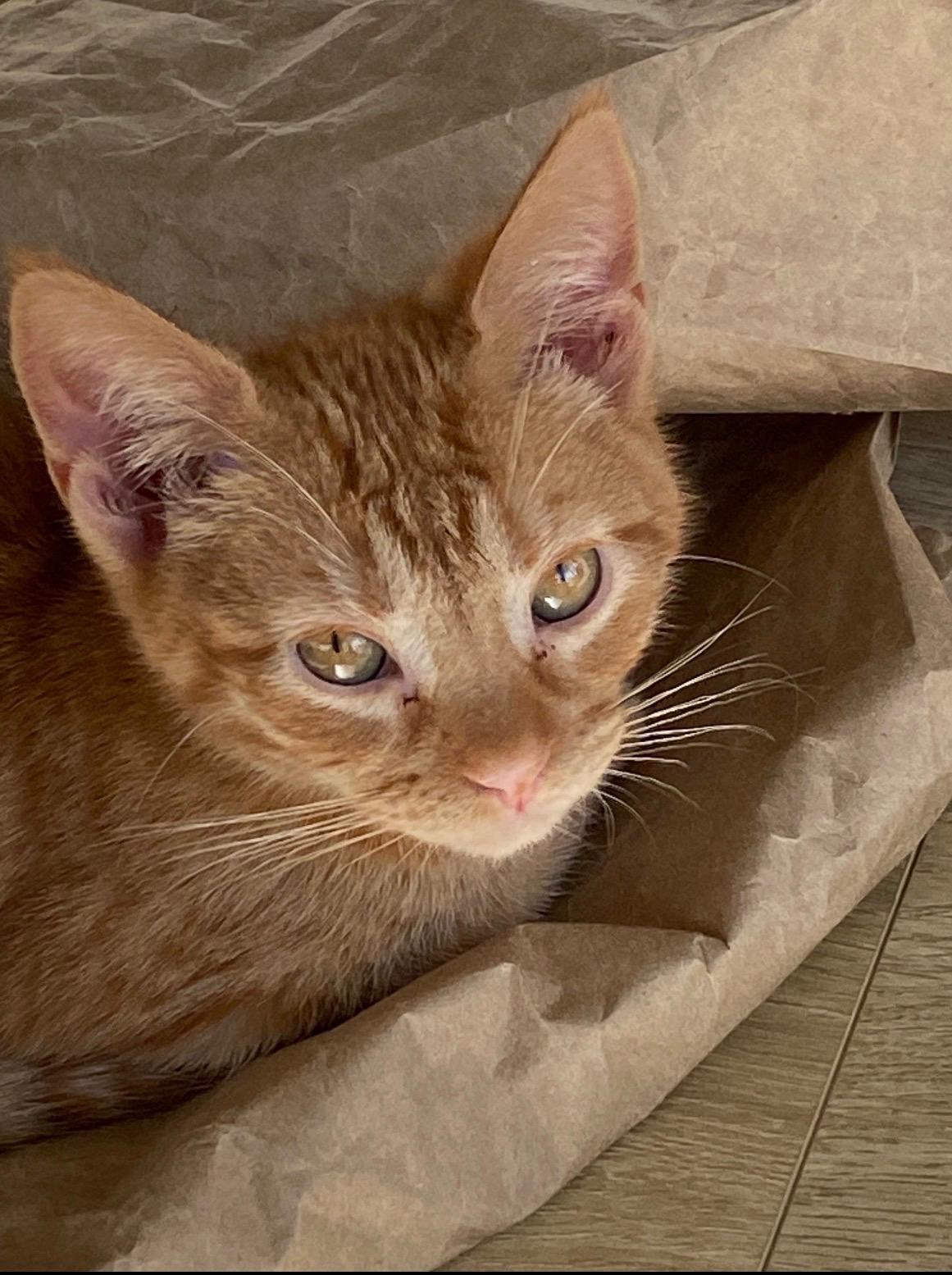 Diva (kitten), ADOPTABLE, Kitten Female Domestic Short Hair.