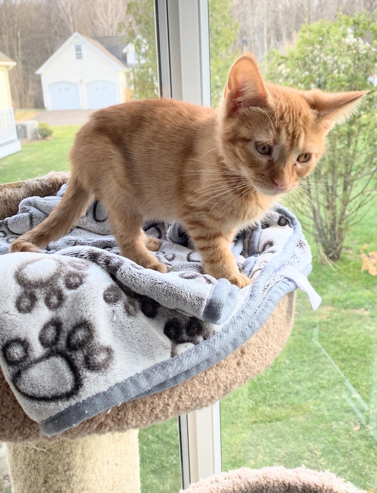 Enlarge Diva (kitten), a ADOPTABLE Domestic Short Hair in Enfield, CT image 2/2