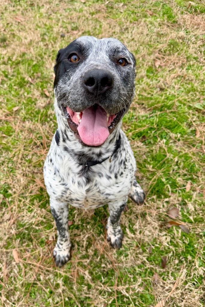 Leo, Adoptable, Adult Male Labrador Retriever & Pointer.