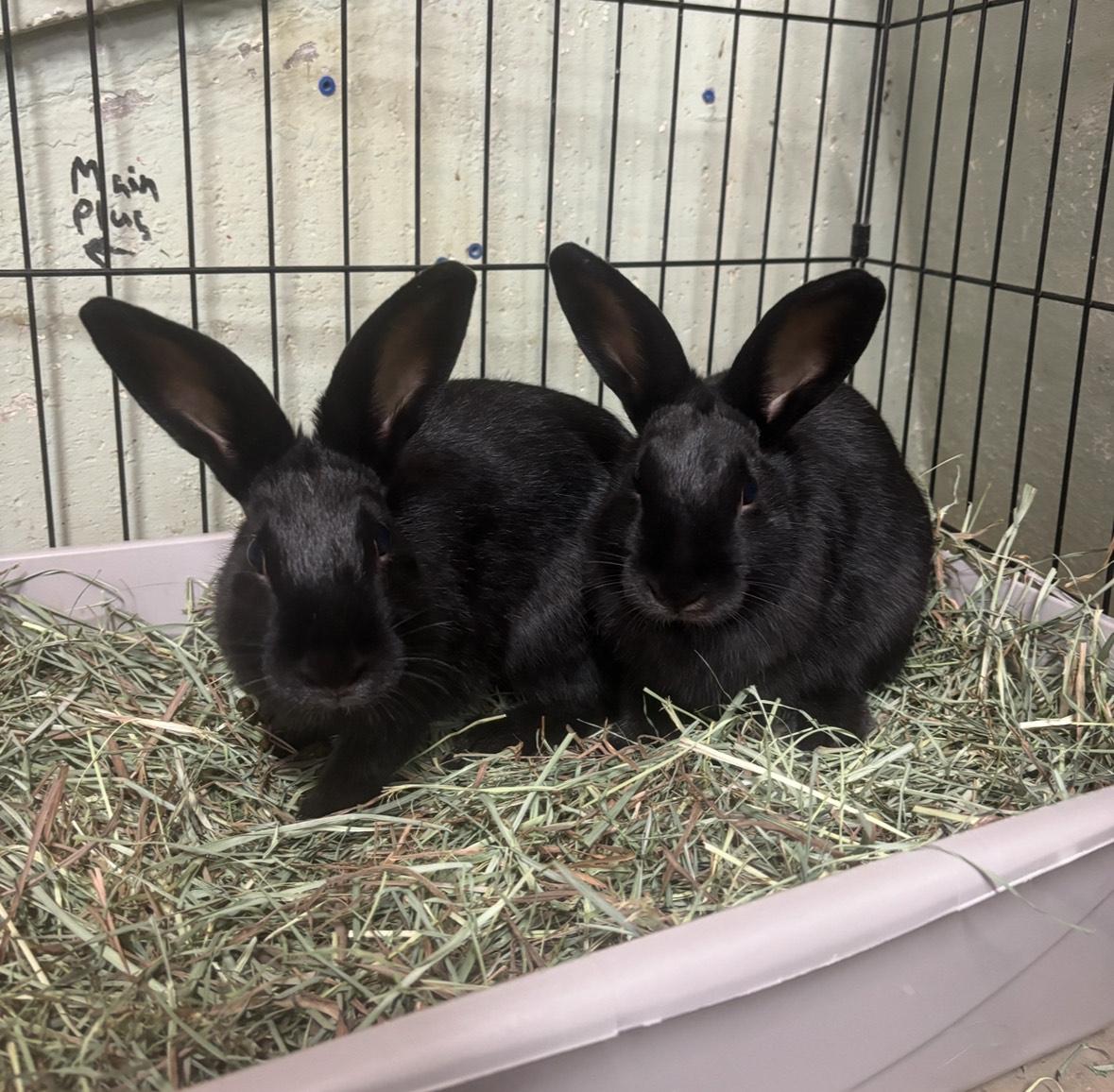 Starsky & Hutch (Pen 7A), Adopted, Young Male American.