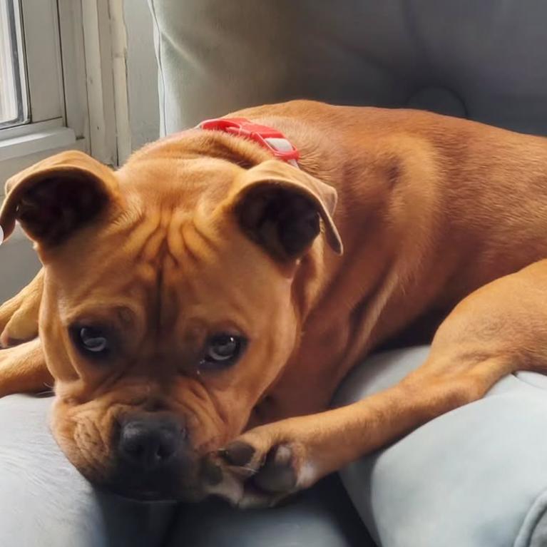Enlarge Danbill, a Adoptable mixed breed in Manchester, CT image 1/1
