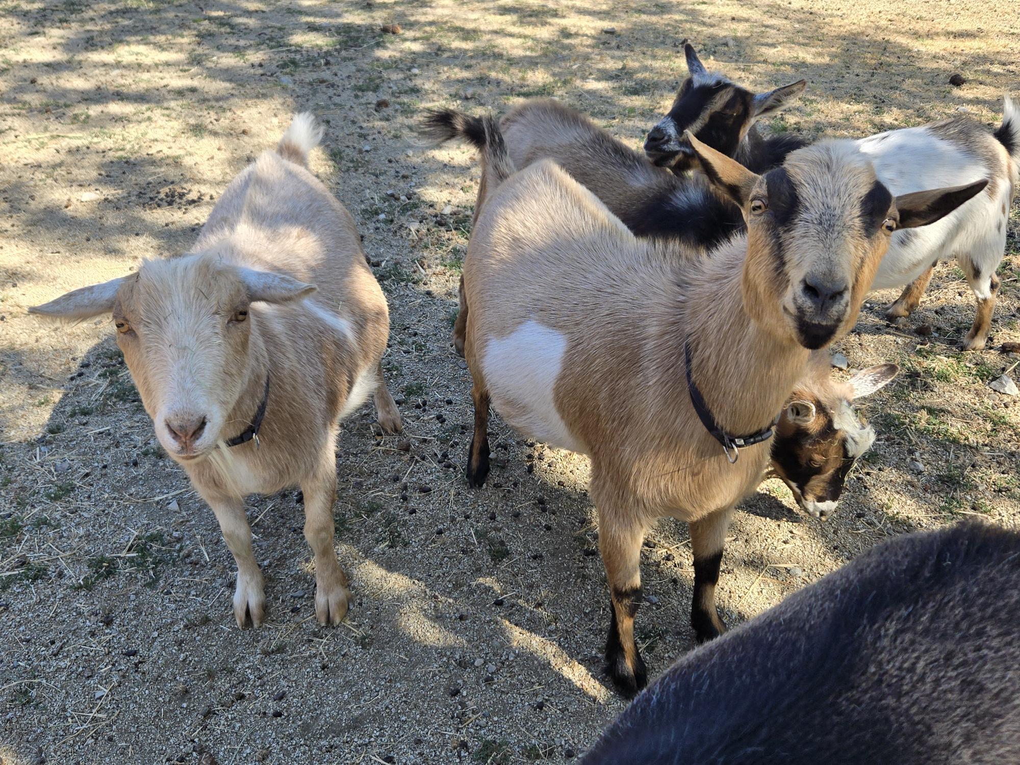Glamorous Goat Gang