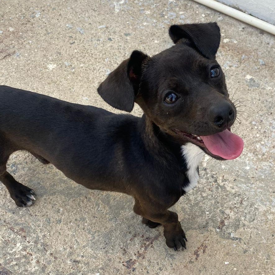 Leo the deaf and partially blind amazing chiweenie!