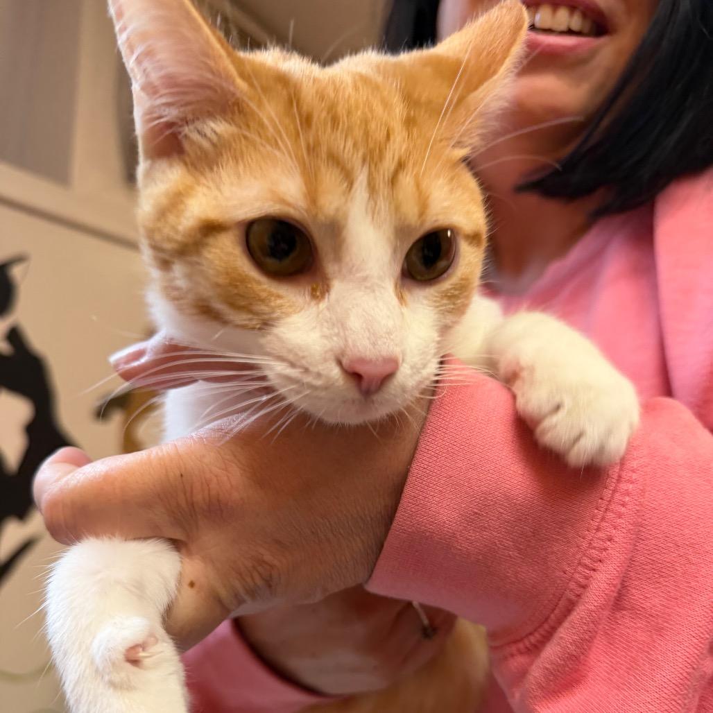 Ziggy, adopted, Young Male Domestic Short Hair.