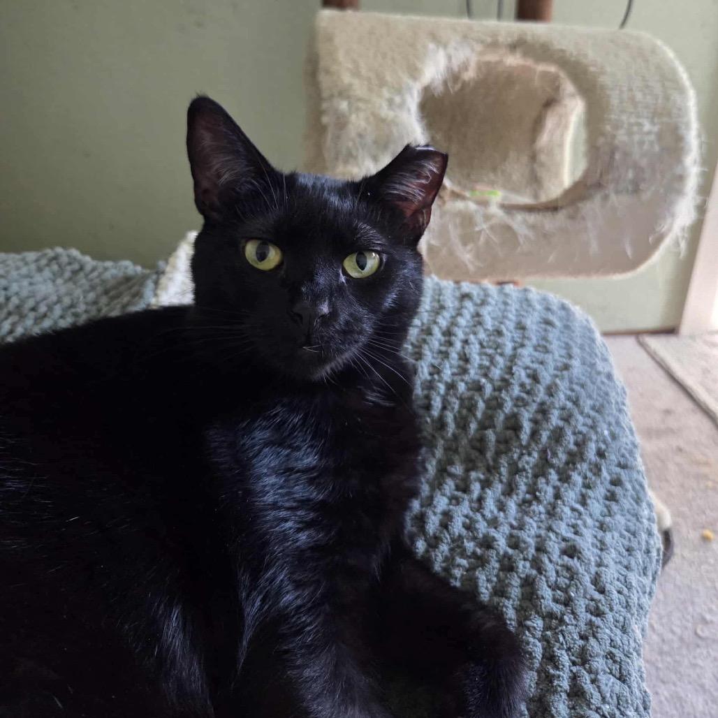 Blarney, Adoptable, Adult Male Domestic Short Hair.