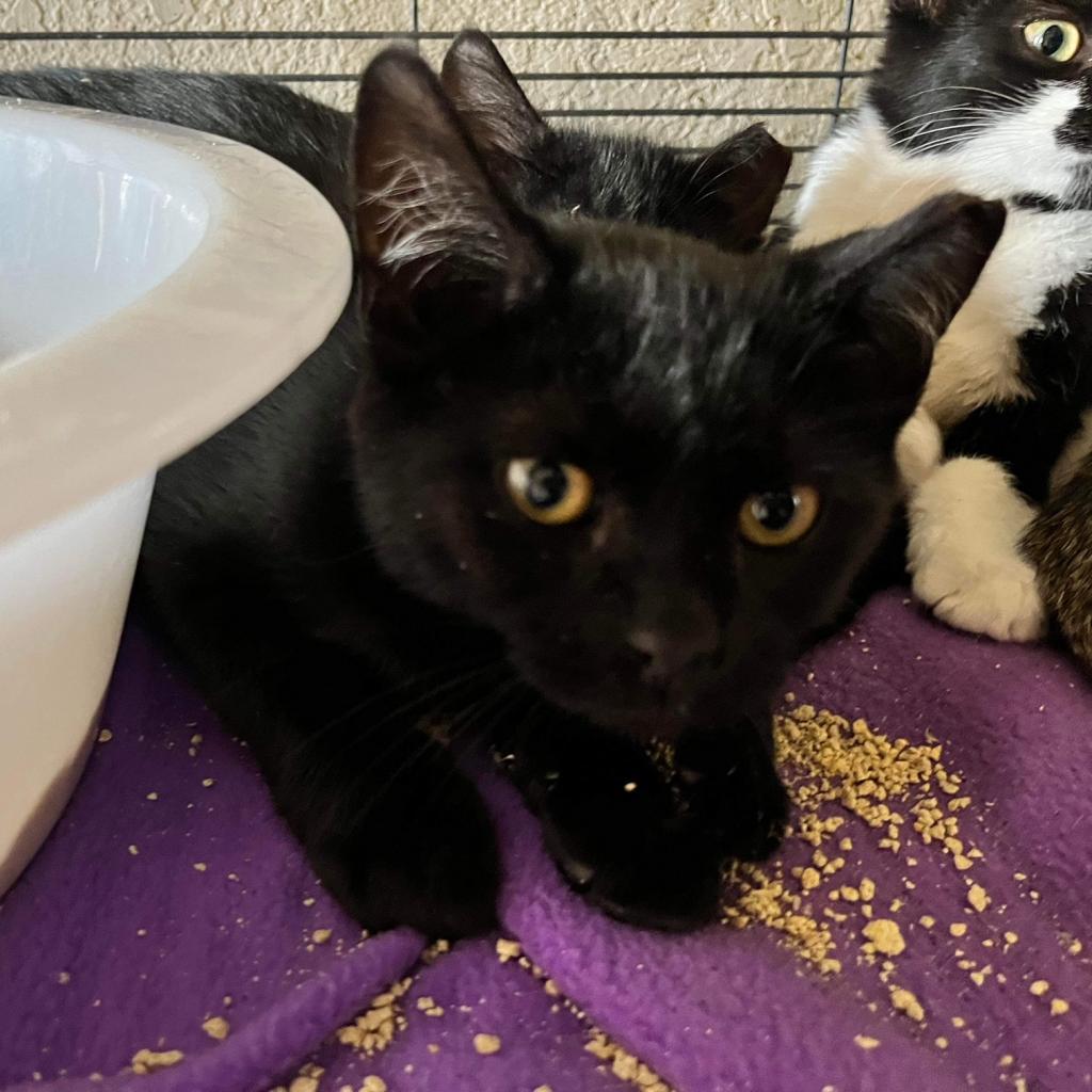 Blarney — thumbnail 2