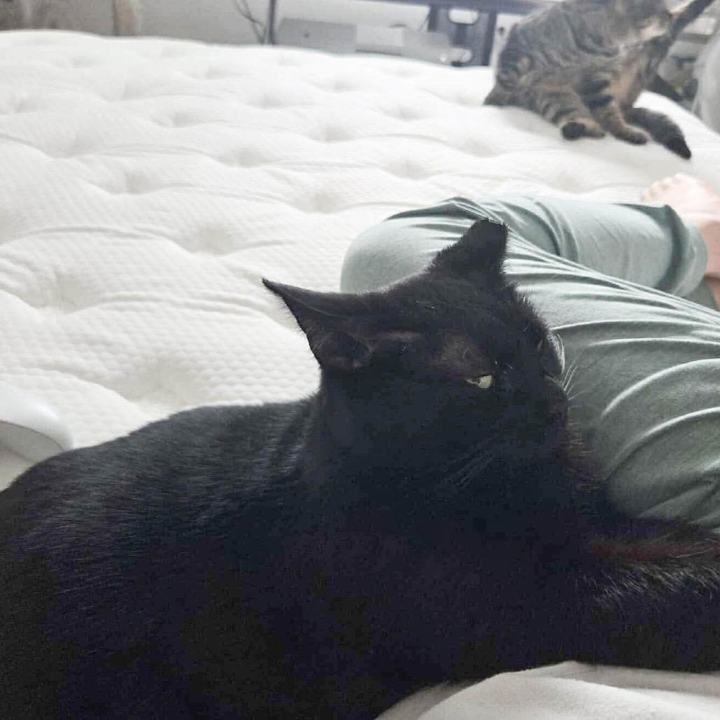 Enlarge Blarney, a Adoptable mixed breed in Nampa, ID image 4/4