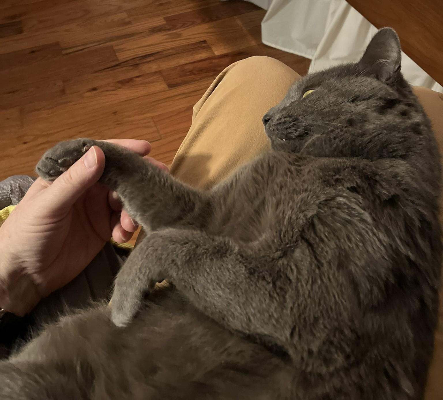 Enlarge Winston, an adopted Domestic Short Hair in Ellijay, GA image 3/6