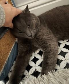 Enlarge Winston, an adopted Domestic Short Hair in Ellijay, GA image 6/6