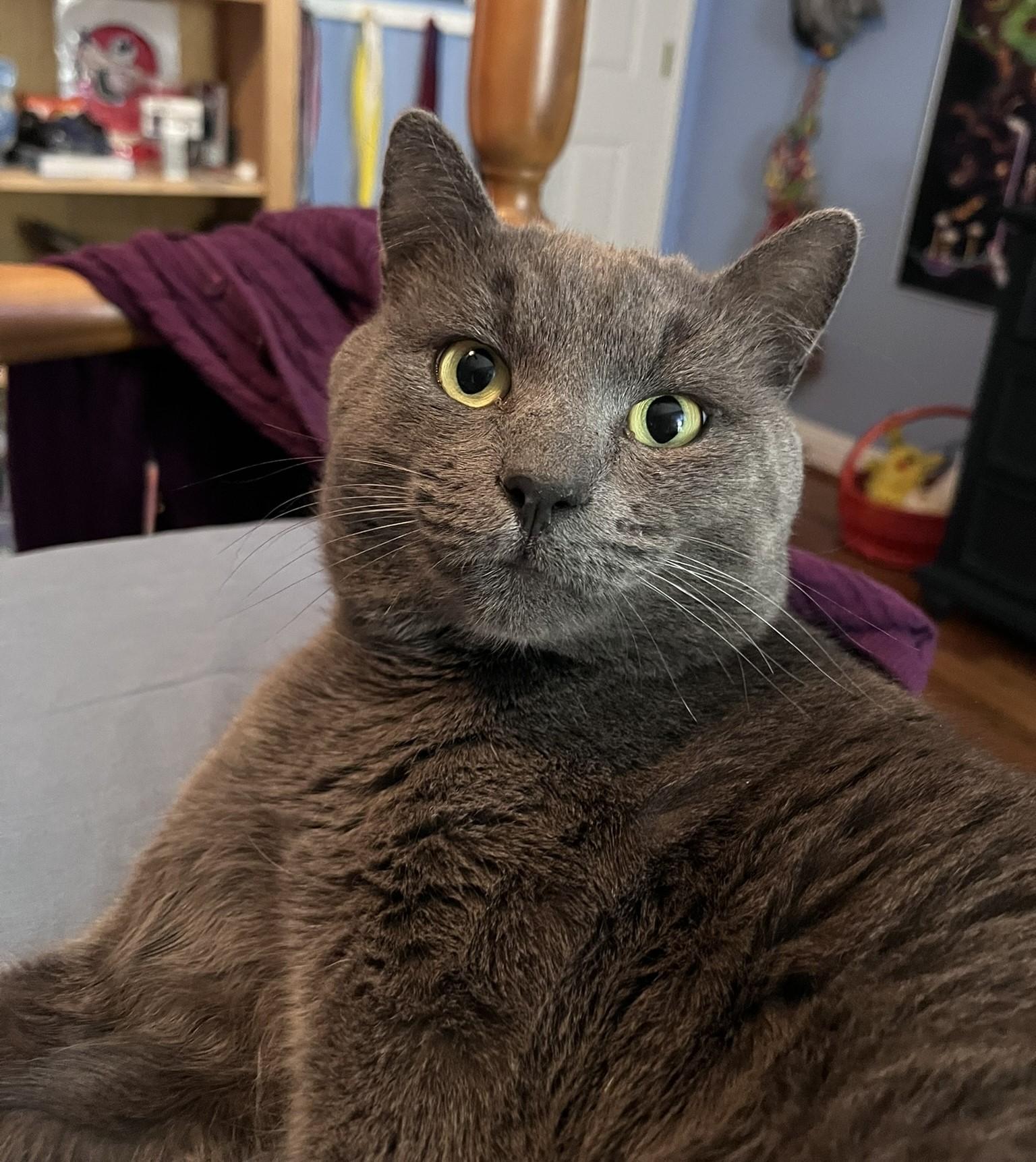 Enlarge Winston, an adopted Domestic Short Hair in Ellijay, GA image 1/6