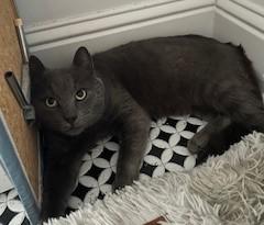 Enlarge Winston, an adopted Domestic Short Hair in Ellijay, GA image 5/6