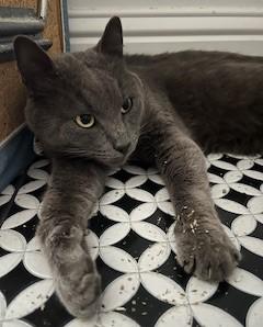 Enlarge Winston, an adopted Domestic Short Hair in Ellijay, GA image 4/6