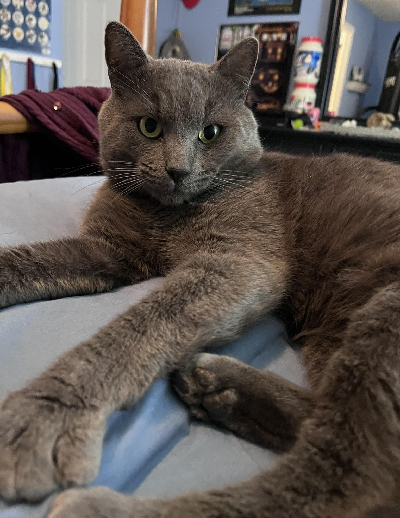 Enlarge Winston, an adopted Domestic Short Hair in Ellijay, GA image 2/6