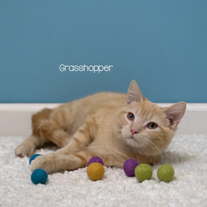 Grasshopper, Adoptable, Kitten Male Domestic Short Hair.