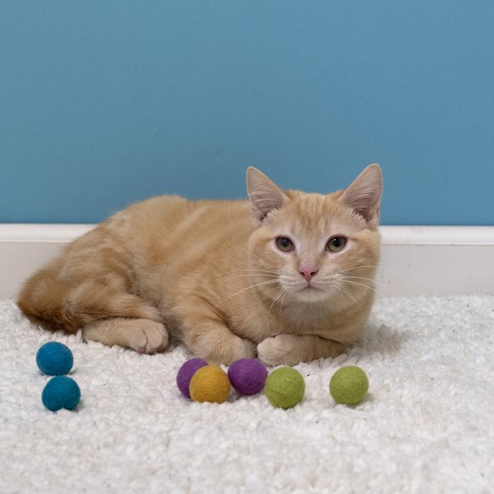 Enlarge Grasshopper, a Adoptable Domestic Short Hair in Pekin, IL image 2/4