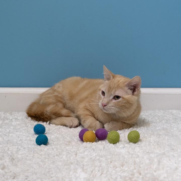 Enlarge Grasshopper, a Adoptable Domestic Short Hair in Pekin, IL image 3/4