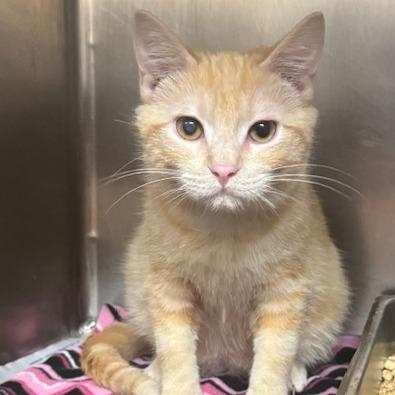 Enlarge Grasshopper, a Adoptable Domestic Short Hair in Pekin, IL image 4/4