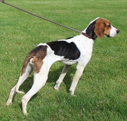 Sage (11888), a ADOPTABLE mixed breed in Heath, OH image 2/2