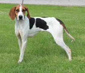 Sage (11888), ADOPTABLE, Adult Female Foxhound.