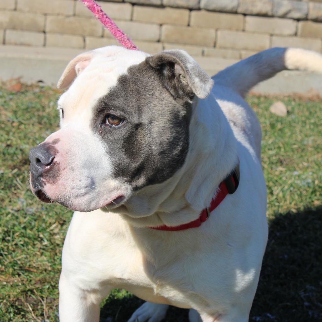 Enlarge Fjord, a Adoptable mixed breed in Champaign, IL image 1/6