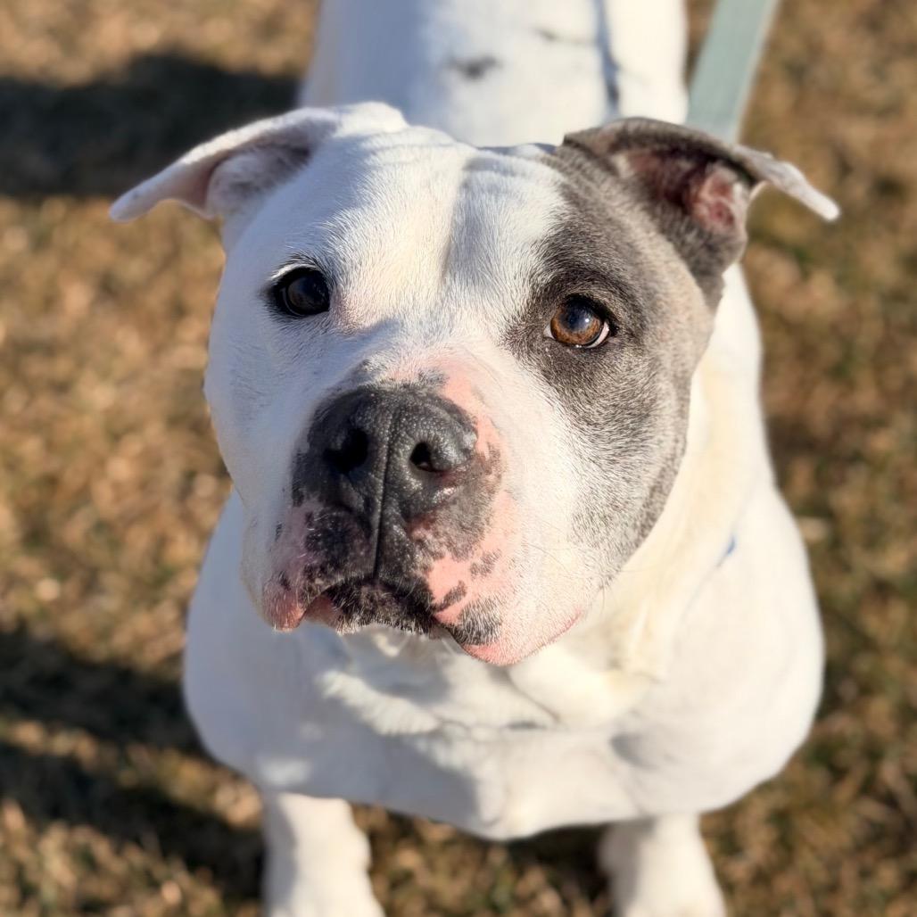 Enlarge Fjord, a Adoptable mixed breed in Champaign, IL image 2/6