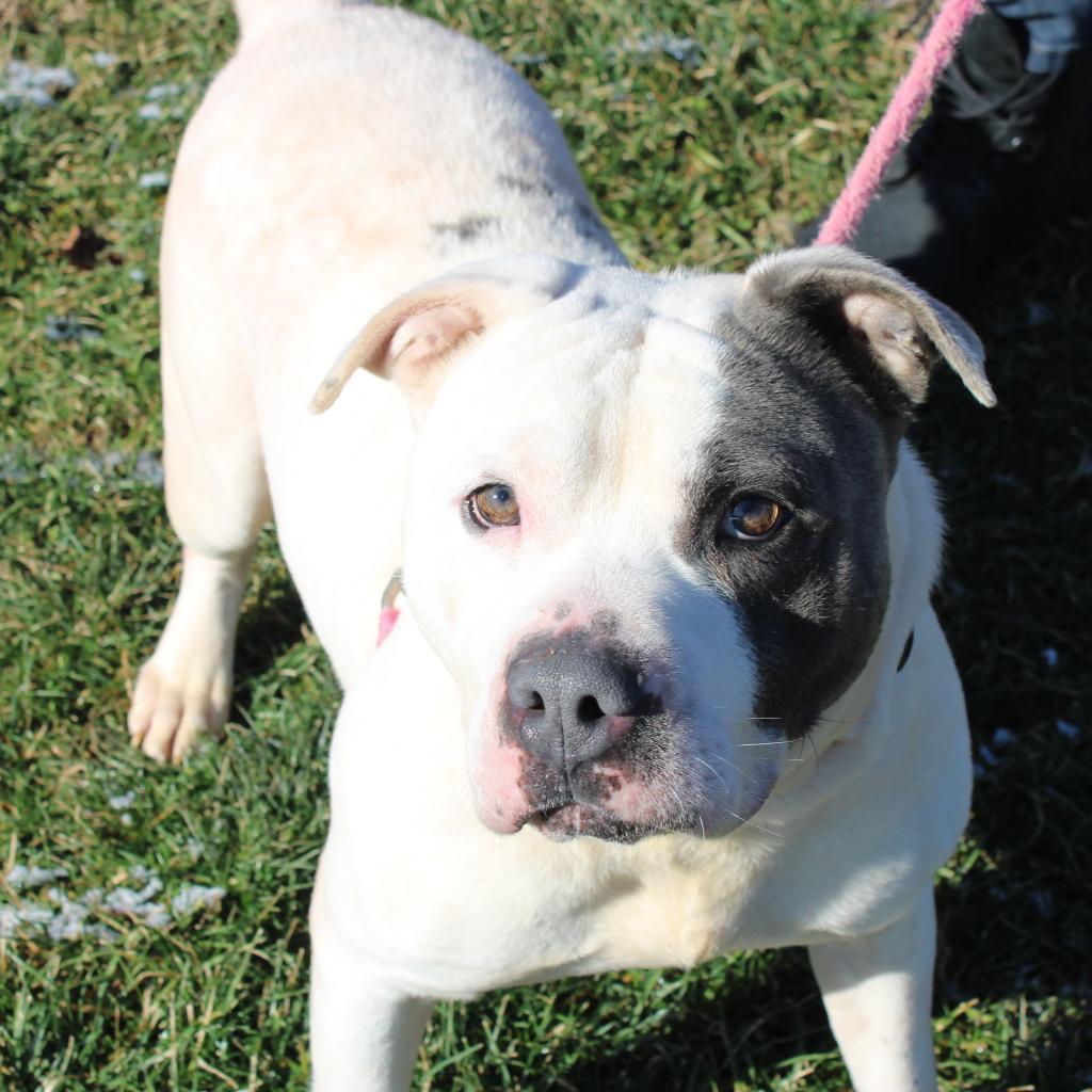 Enlarge Fjord, a Adoptable mixed breed in Champaign, IL image 3/6