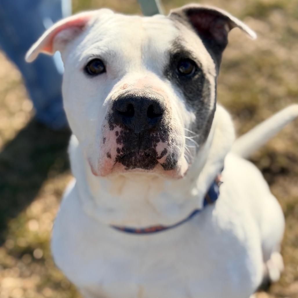 Enlarge Fjord, a Adoptable mixed breed in Champaign, IL image 4/6