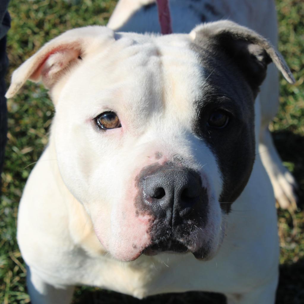 Enlarge Fjord, a Adoptable mixed breed in Champaign, IL image 5/6