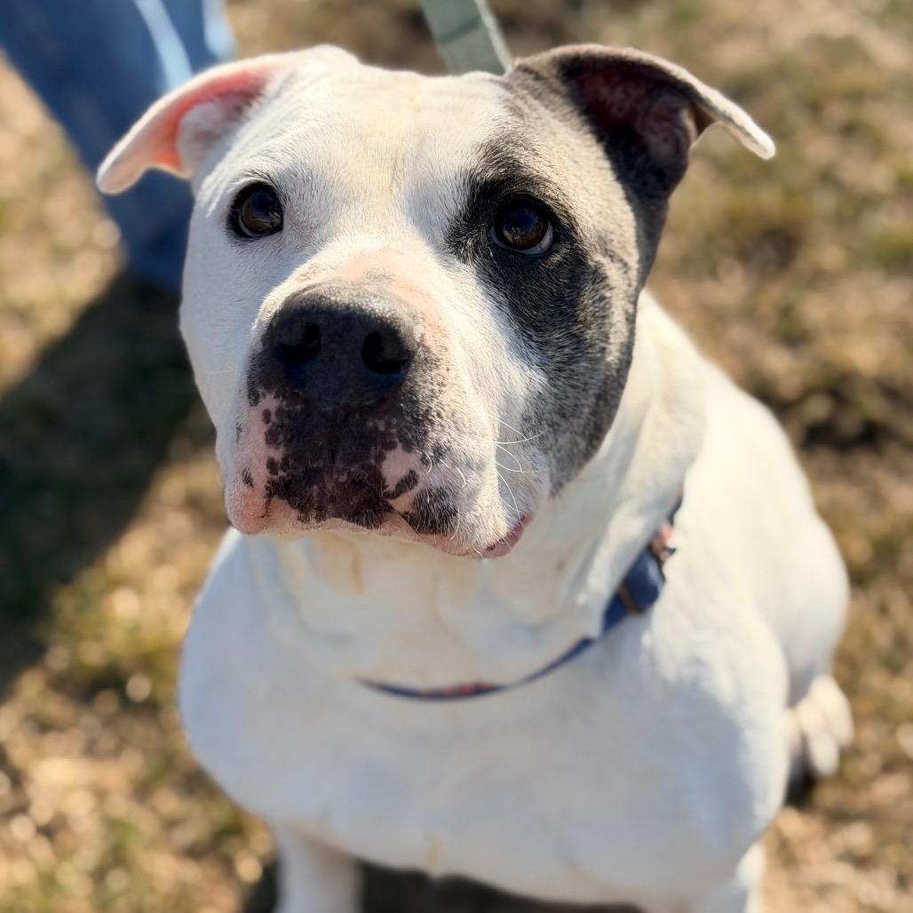 Enlarge Fjord, a Adoptable mixed breed in Champaign, IL image 6/6