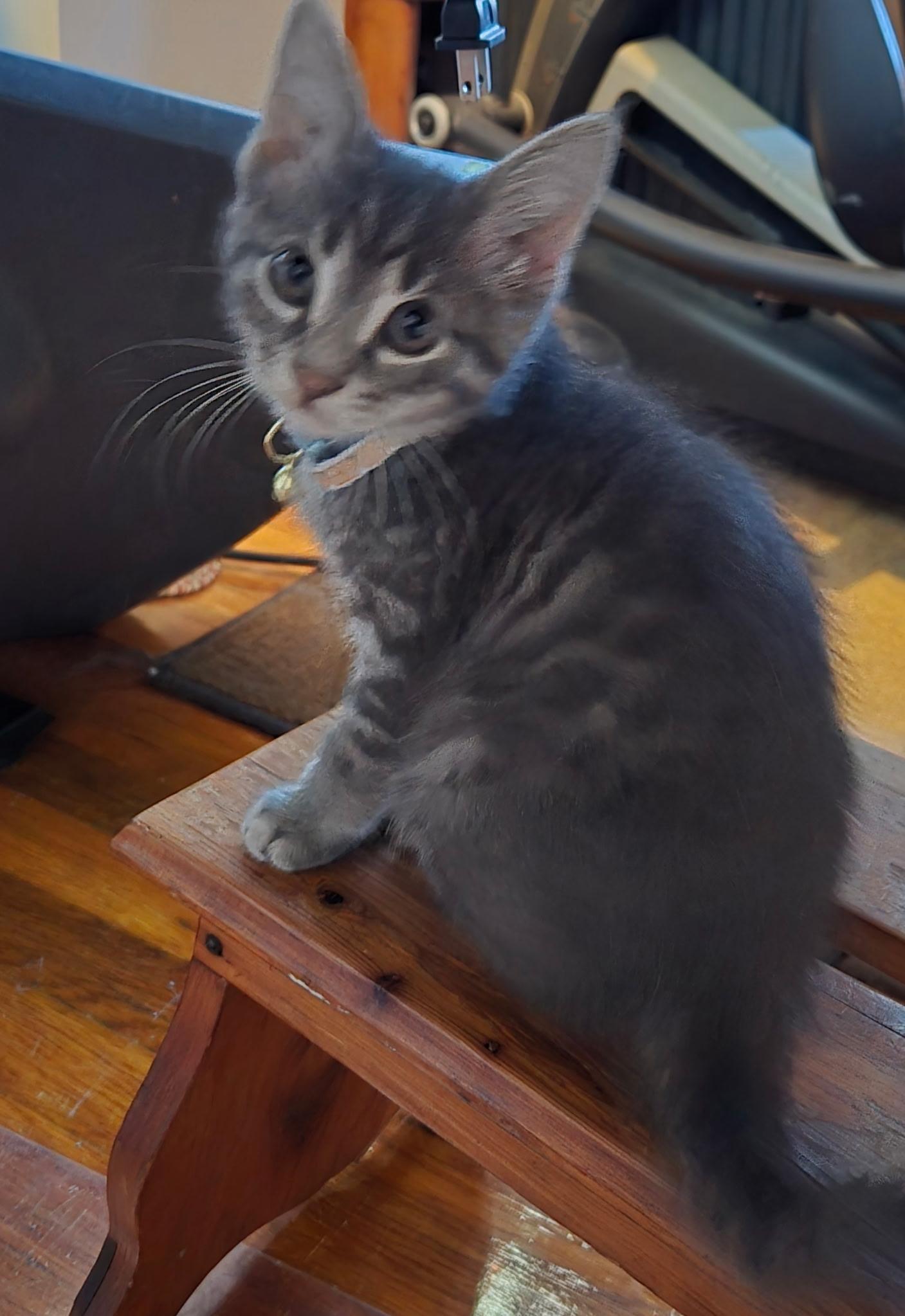 Fern, a Adoptable Domestic Short Hair in Cleveland, OH image 1/3