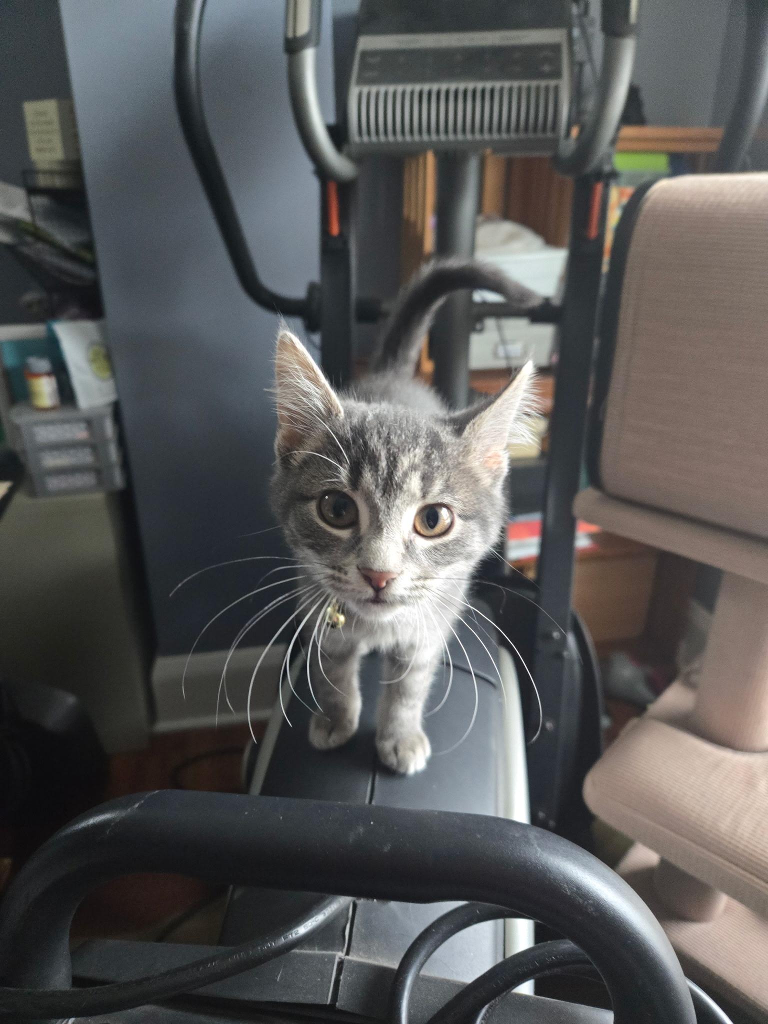 Fern, a Adoptable Domestic Short Hair in Cleveland, OH image 2/3