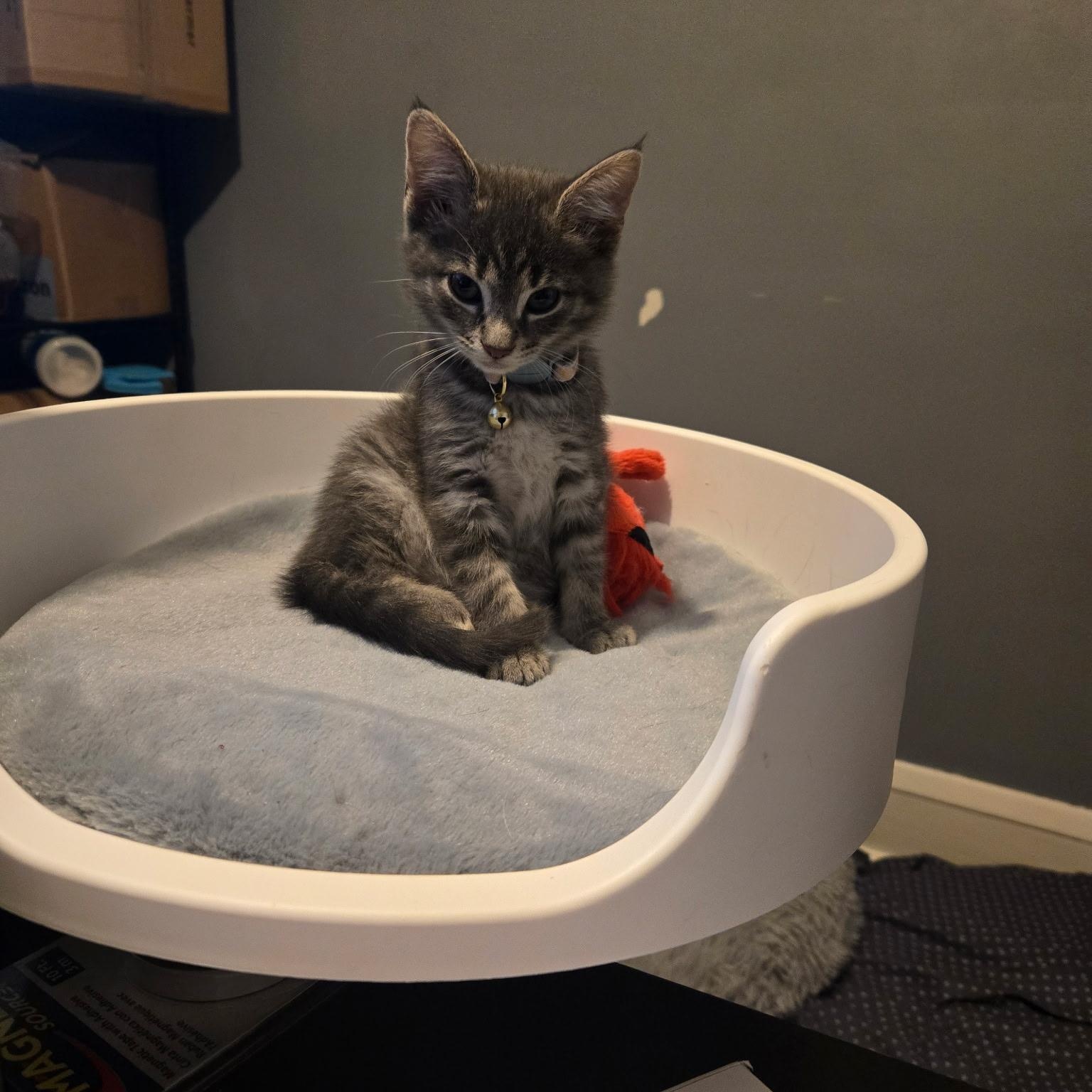 Fern, a Adoptable Domestic Short Hair in Cleveland, OH image 3/3