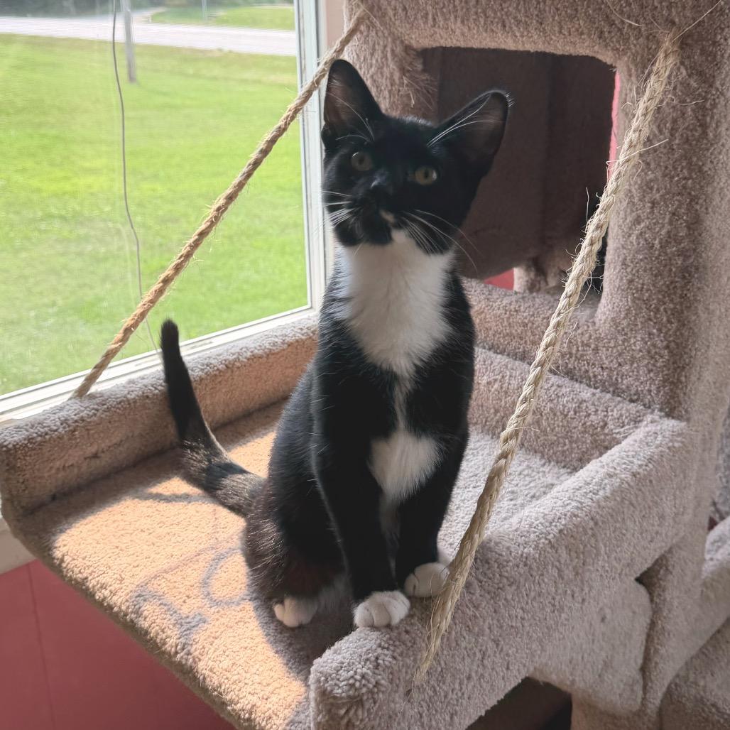 Coraline, Adoptable, Kitten Female Domestic Short Hair.