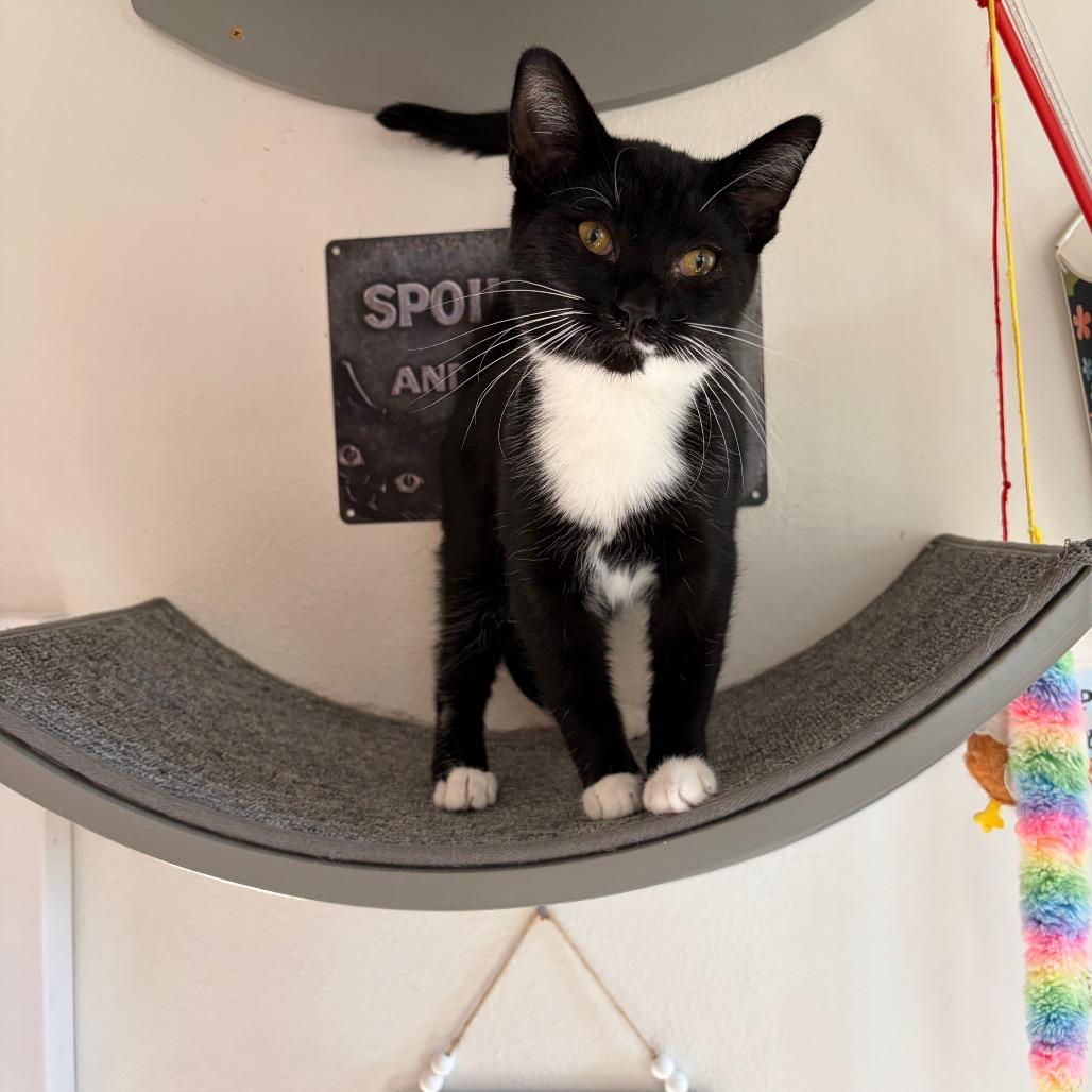 Enlarge Coraline, a Adoptable Domestic Short Hair in Granville, OH image 2/5