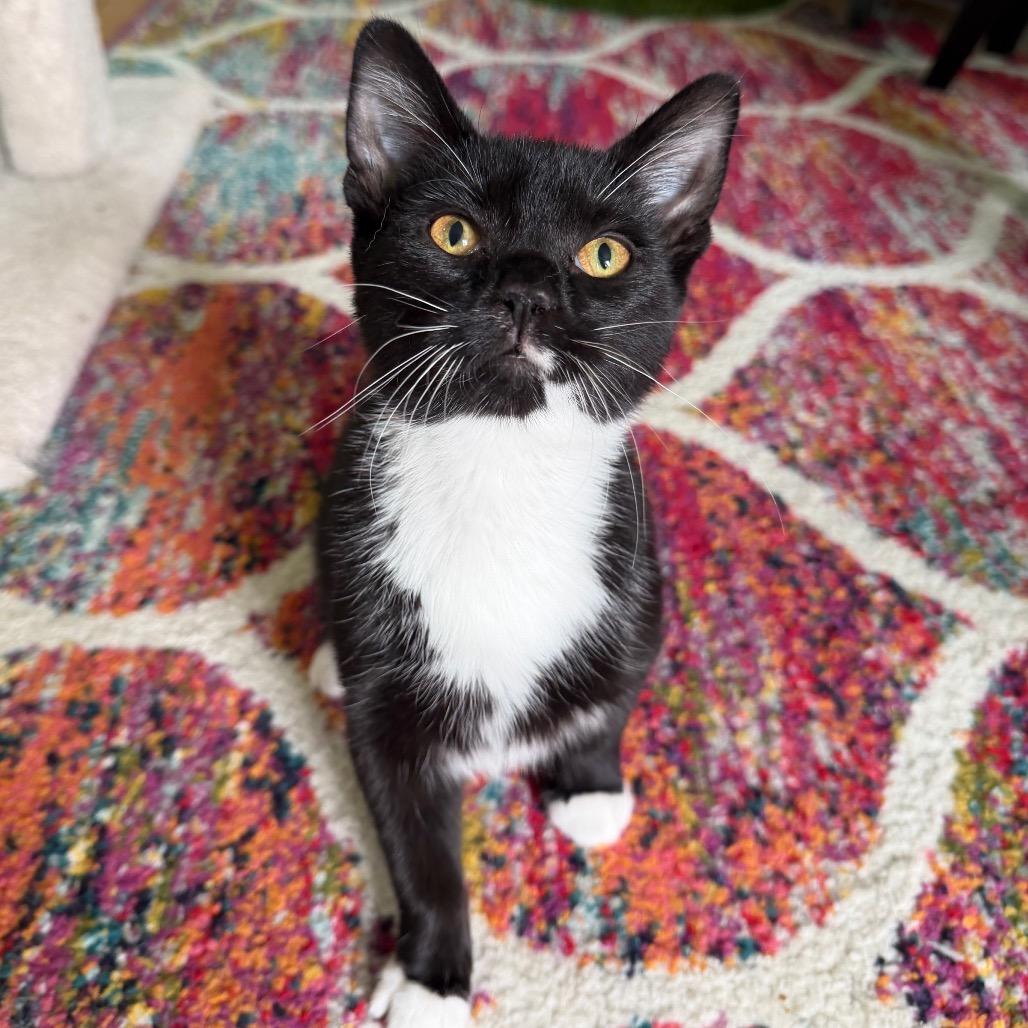 Enlarge Coraline, a Adoptable Domestic Short Hair in Granville, OH image 2/3