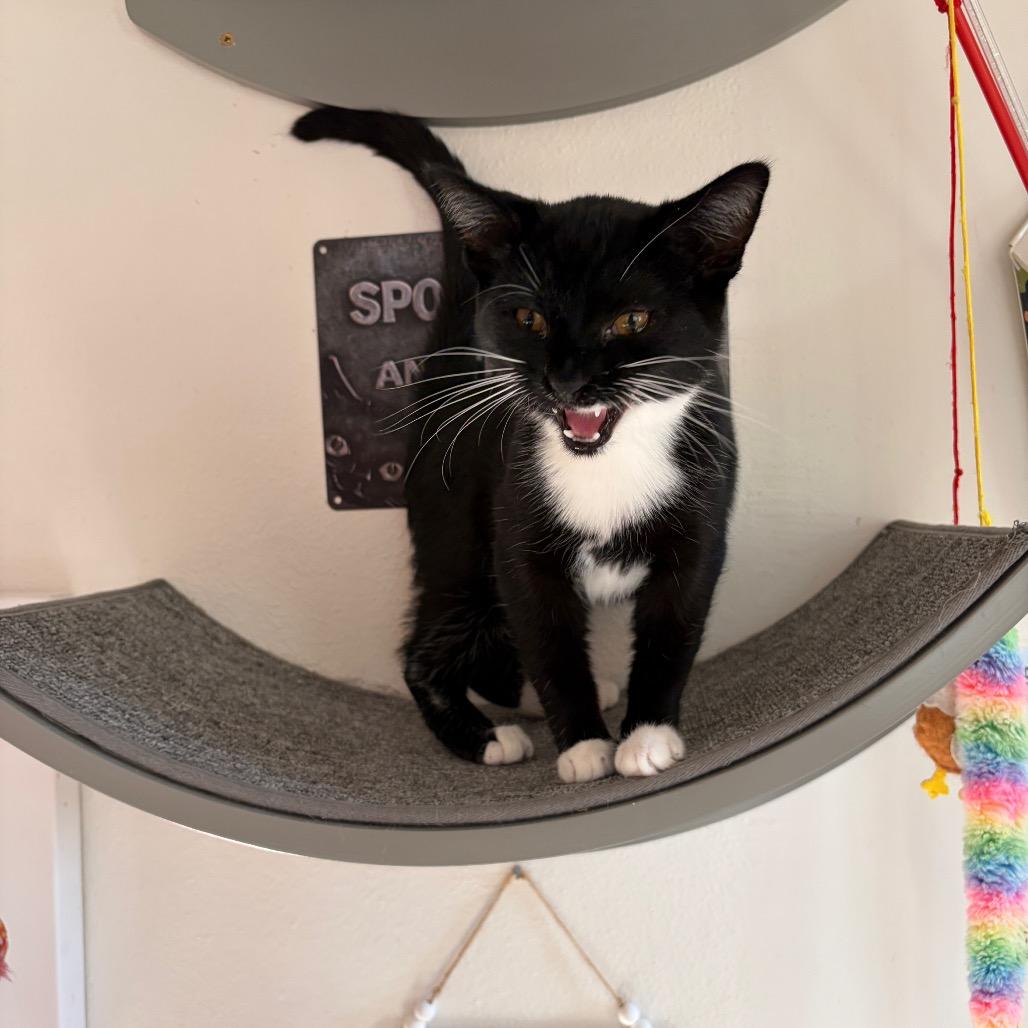 Enlarge Coraline, a Adoptable Domestic Short Hair in Granville, OH image 4/5