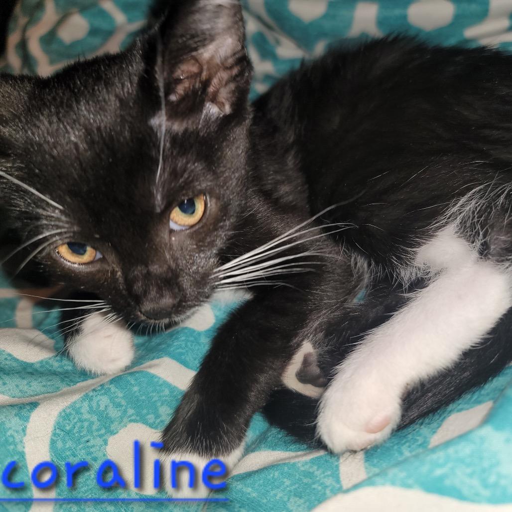 Enlarge Coraline, a Adoptable Domestic Short Hair in Granville, OH image 3/3