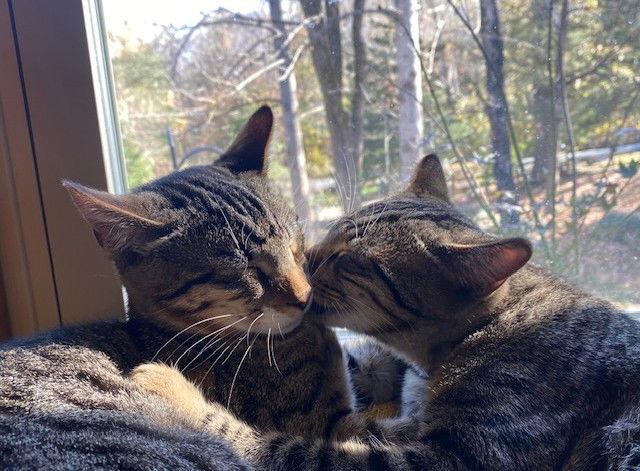 Mateo, Adoptable, Kitten Male Domestic Short Hair.