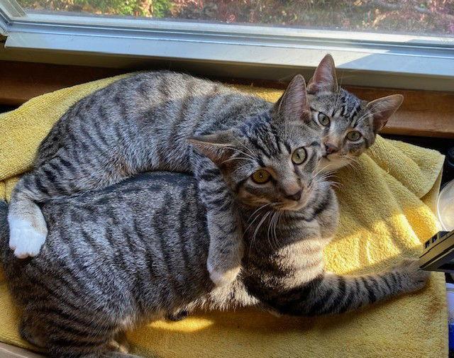 Mateo, a Adoptable Domestic Short Hair in Nashville, TN image 2/3