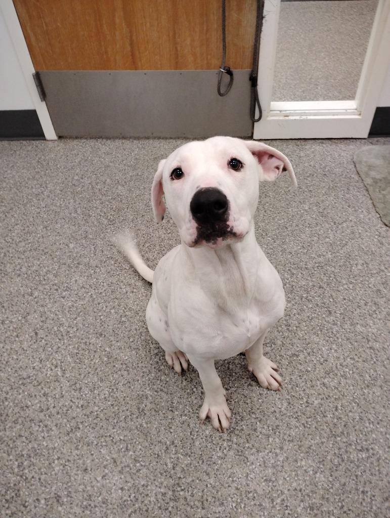 Enlarge Karson, a Adoptable mixed breed in Findlay, OH image 1/3