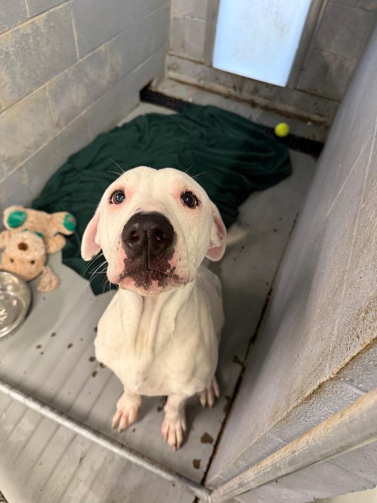 Enlarge Karson, a Adoptable mixed breed in Findlay, OH image 2/3