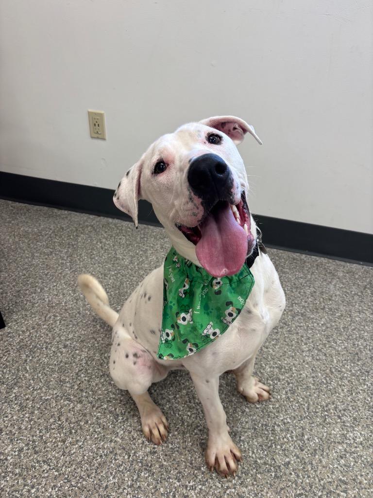 Enlarge Karson, a Adoptable mixed breed in Findlay, OH image 3/4