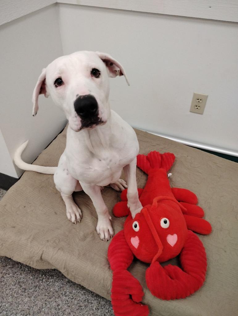 Enlarge Karson, a Adoptable mixed breed in Findlay, OH image 3/3