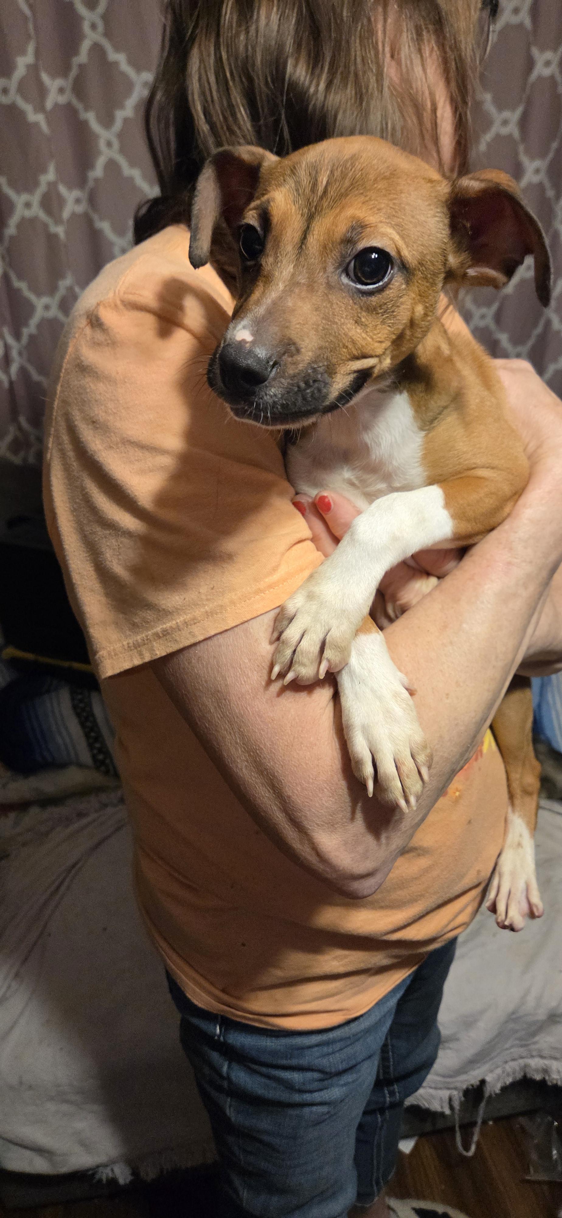 Max, an adopted mixed breed in Evansville, IN image 1/3