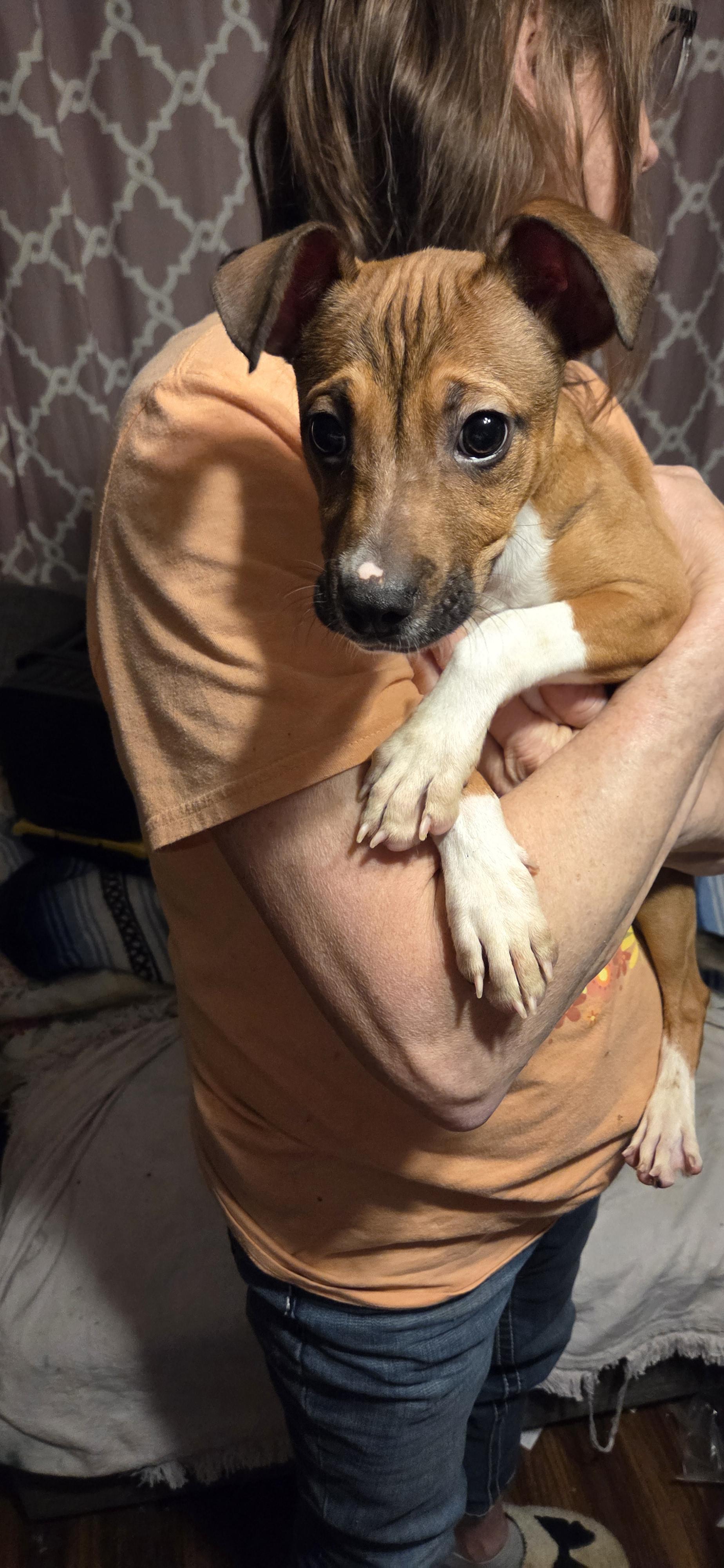 Max, an adopted mixed breed in Evansville, IN image 2/3